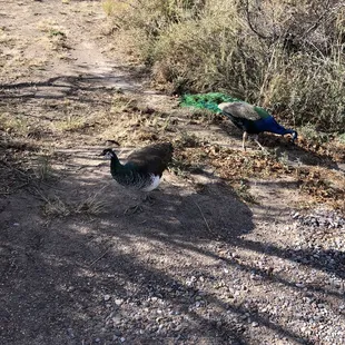 Peacocks