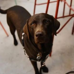 a brown dog looking up at the camera