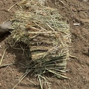 See, all shaft. What a rip.