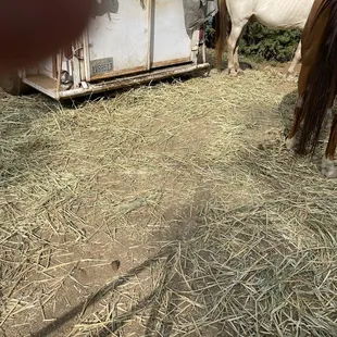 The horses will not eat the shaft. The old white horse has constant diarrhea.