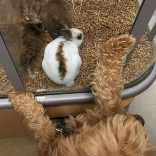 Uhmmm, are these real bunnies?