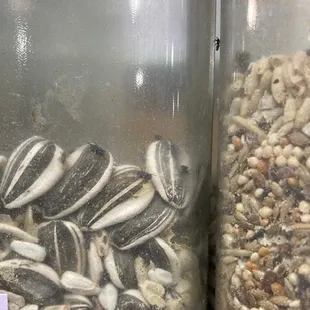 Black bugs crawling in bulk seed bins