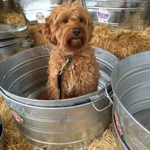 I'm Chloe, in case you didn't know. This is my, I'm too cool for this bucket look. Do I look like a model?