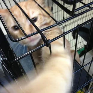 They have pussycats for adoption.