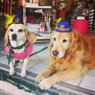 Even the dogs love a Mardi Gras party!