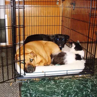 Moses &amp; his dogs Lilly &amp; Louie.