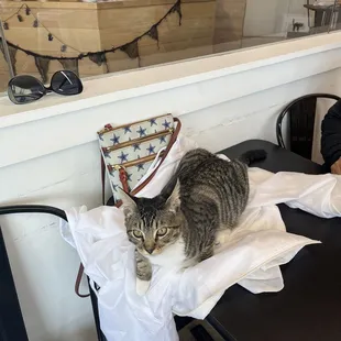 a cat sitting on a table