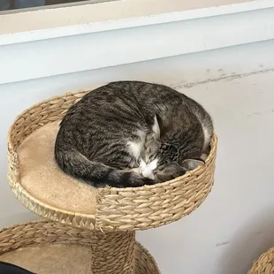 a cat curled up in a cat bed