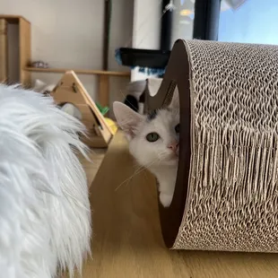 One of the kitties