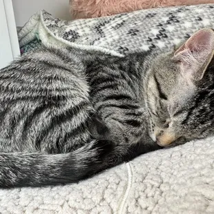 a cat sleeping on a bed