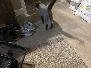 Club Meow