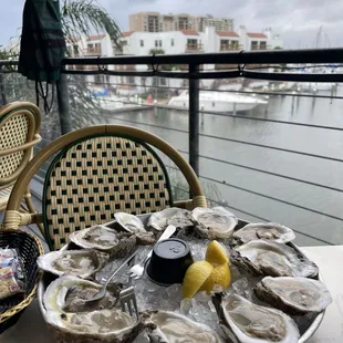 Fresh oysters