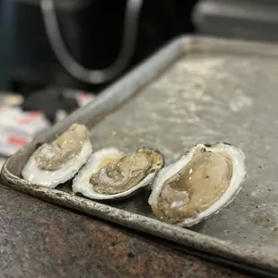 Oyster