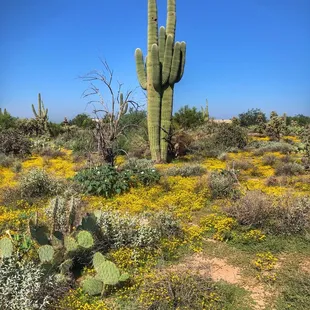 Beautiful wildflowers