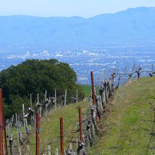 a view of the city from the top of a hill