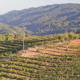 a vineyard in the foreground