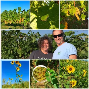 Harvest Sunday at Fence Stile. So much fun to learn about the process of making a favorite wine.