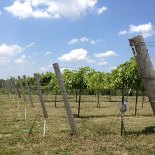 Photo from our walk in the vines.