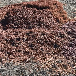 Grappa: Grappa is all the solid matter left over from wine making. That includes all the grape skins, seeds, stems, everything.