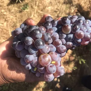 Grenache Grapes