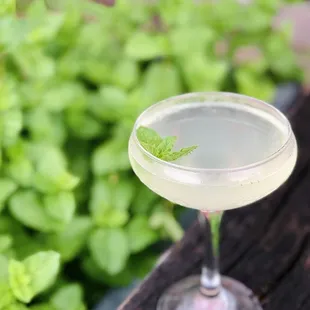 FN Cocktail