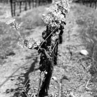 a vine in the foreground