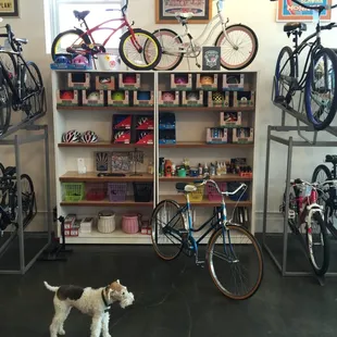 Lillly can't wait to make a new friend. She keeps an eye on the door in anticipation of meeting you.