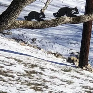 a group of black bears in the snow