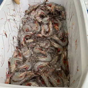 Fresh Shrimp