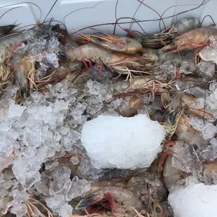 Huge shrimp..dinner tonight!