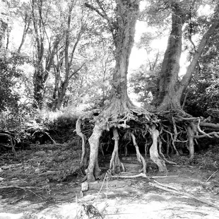 We were down by the banks for a river cleanup, and saw these amazing root systems.