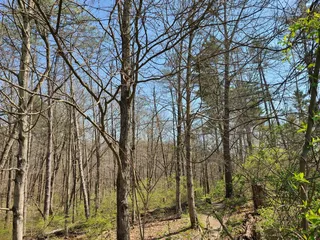 Mitchell Memorial Forest