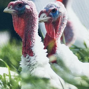two turkeys in a field