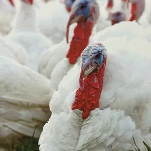 a large flock of turkeys