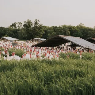 a large flock of turkeys in a field