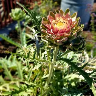 Artichoke plant..