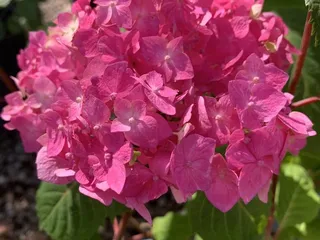 Peters Brothers Nursery