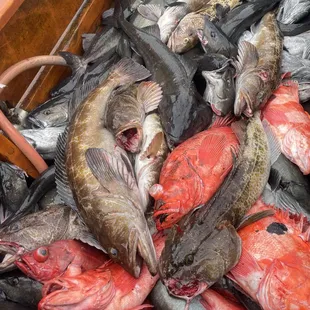 a bunch of fish in a boat