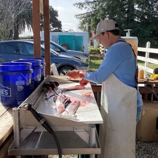 My fresh black cods being filleted on the spot.
