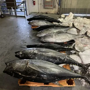 a row of tunas on a pallet
