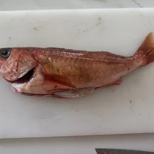 Rock cod, gutted and ready for Lunar New Year dinner, so fresh
