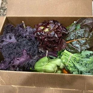 Typical box delivered every 2 weeks