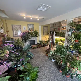 houseplant room