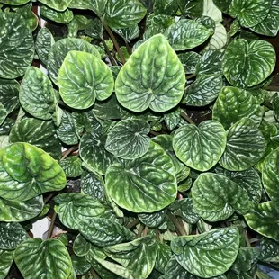 Pepperomia houseplant