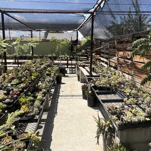 one part of succulent areas