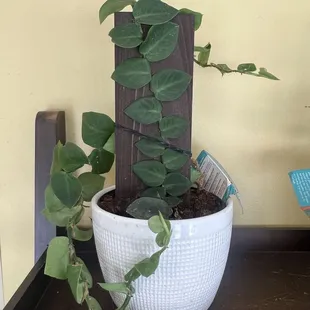 Shingling vine houseplant