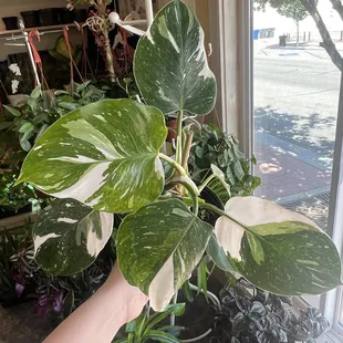 white wizard philodendron
