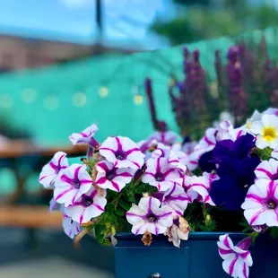 Flowers...