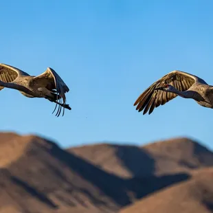 2023 Festival of the Cranes at Bosque del Apache National Wildlife Refuge