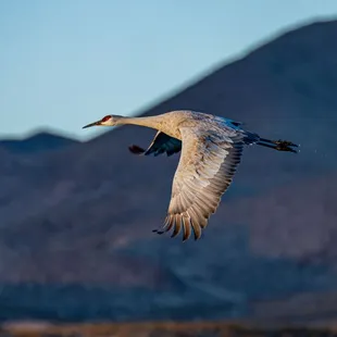 2023 Festival of the Cranes at Bosque del Apache